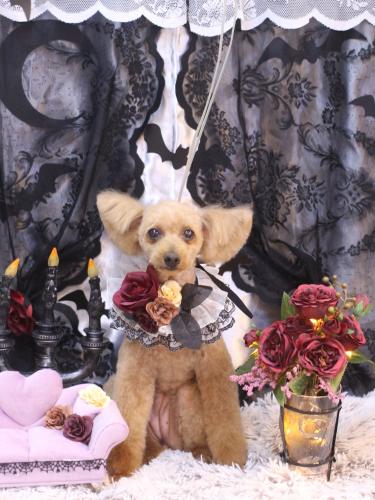 20231001ももちゃん